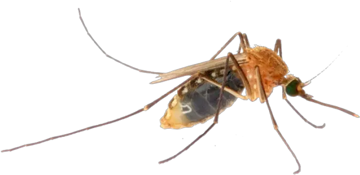 Mosquito Png Image Transparent Mosquitos Mosquito Transparent