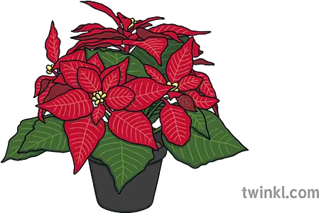 Poinsettia In A Pot Christmas Plant Red Green Ks1 Poinsettia Png Poinsettia Icon Png