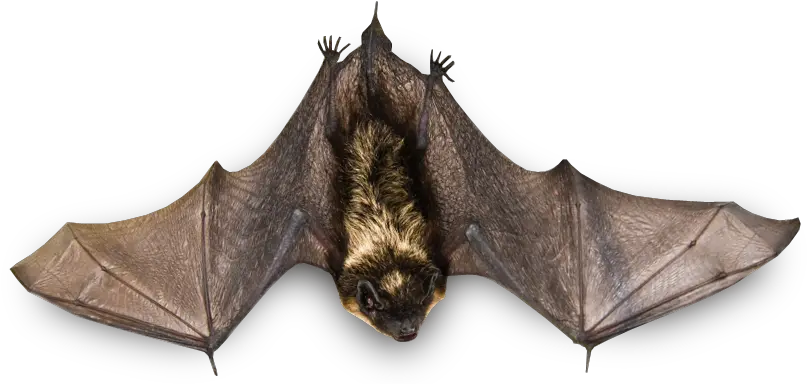 Download Flying Bat Png Image For Free Bat Png Bat Transparent
