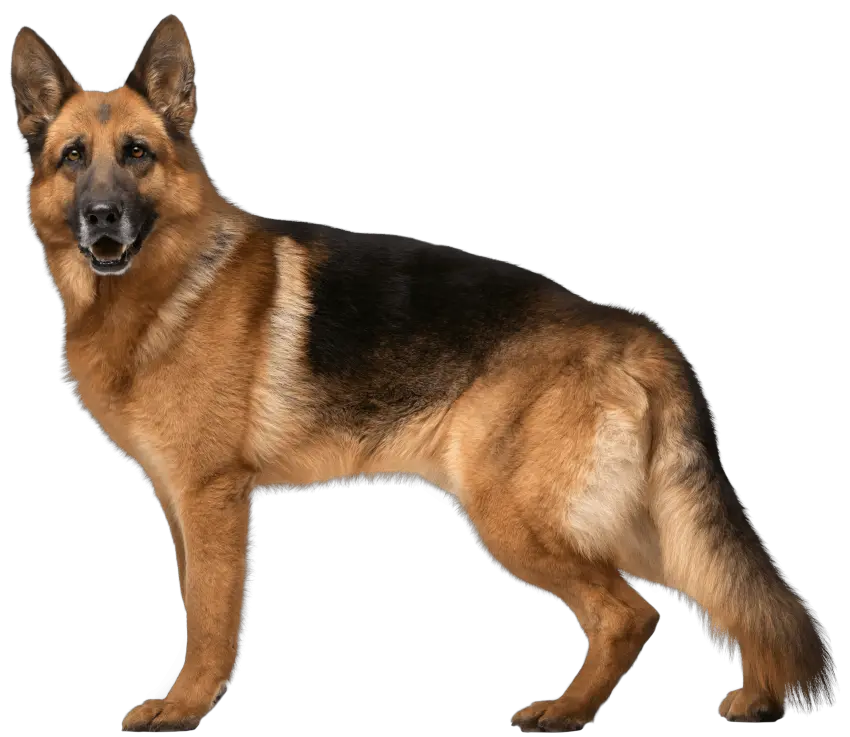 Dog Png Image Dogs Puppy Pictures Police German Shepherd Dogs Pet Png