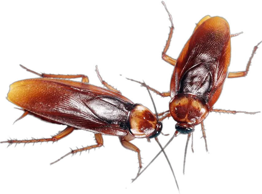A Couple Of Cockroaches Transparent Png Cockroaches Png Cockroach Png