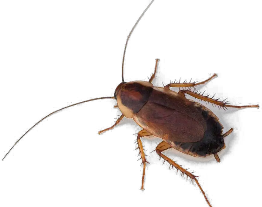 Cockroach Png Photo Live Cockroach Cockroach Png