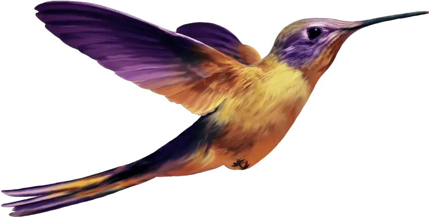 Hummingbird Png Images Backgrou Purple Hummingbird Transparent Hummingbird Png