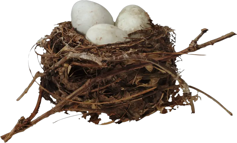 Nest Png Download Image Egg Nest Nest Png