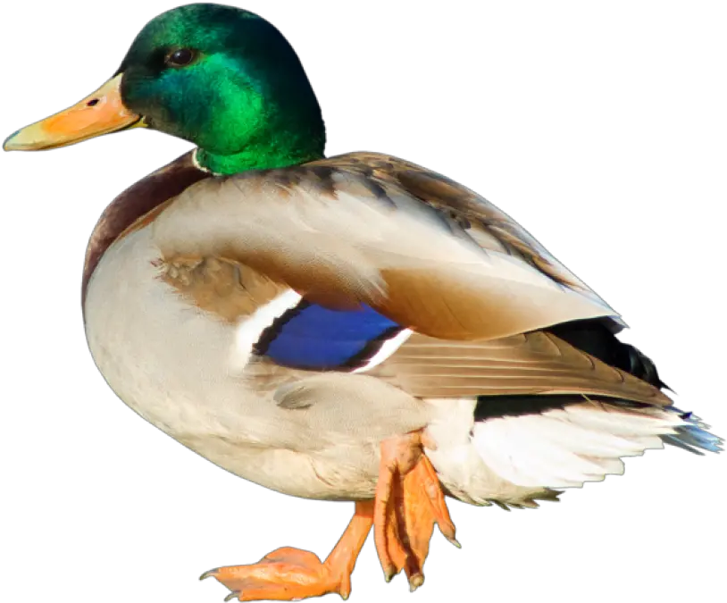 Duck Png Clipart Duck Png Duck Png