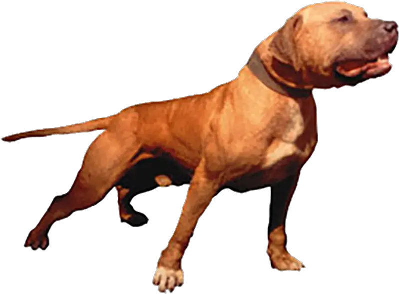 Mayday Pitbull Transparent Png Image Mayday Pitbull Pitbull Png