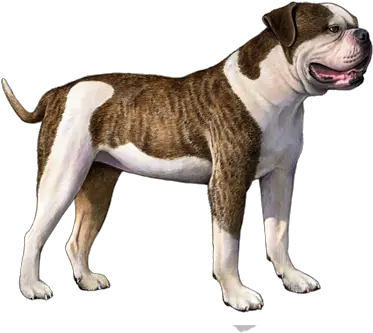 American Bulldog Facts Wisdom Panel Dog Breeds Johnson Scott American Bulldog Png British Icon Bulldogs