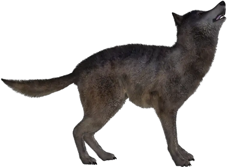Jackal Coyote Png Download Image Jackal Coyote Png