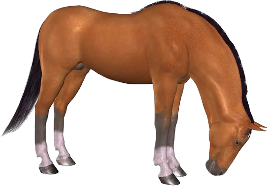 Download Hd Png Horse Png Horse Png