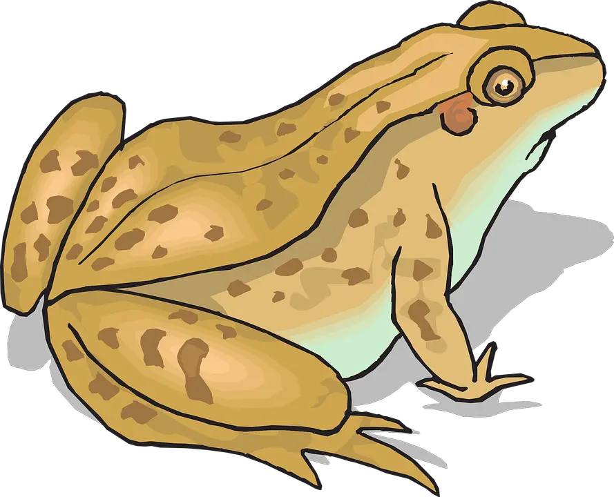 Frogs And Toads Clipart Toad Clipart Png Toad Png
