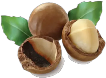 Macadamia Png And Vectors For Free Macadamia Nuts Transparent Background Nuts Png