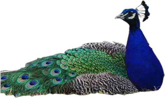 Peacock Png Image Without Background Peacock Images Without Background Peacock Png