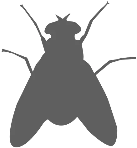 Fly Wing Feeler Silhouette Transparent Png U0026 Svg Vector File Silueta De Una Mosca Fly Png