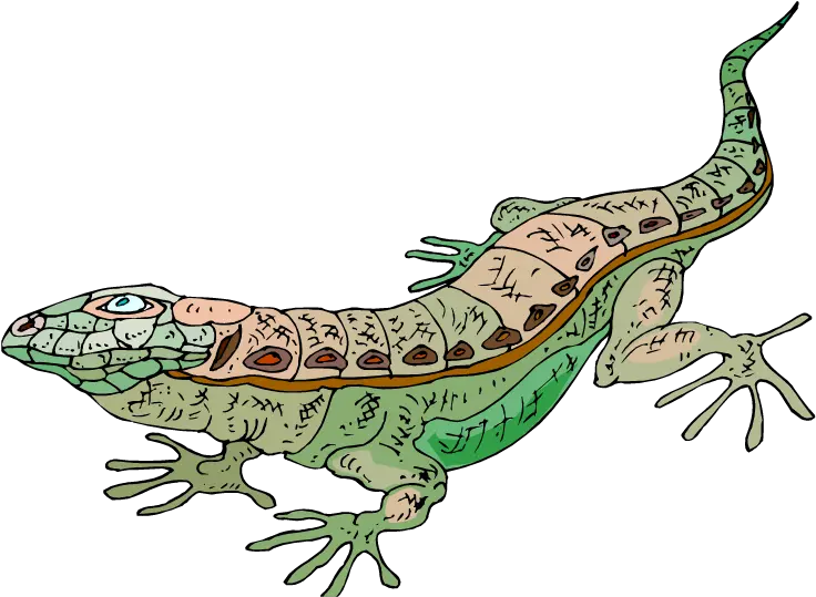 Geico Lizard Png Lizard Lizard Transparent Background