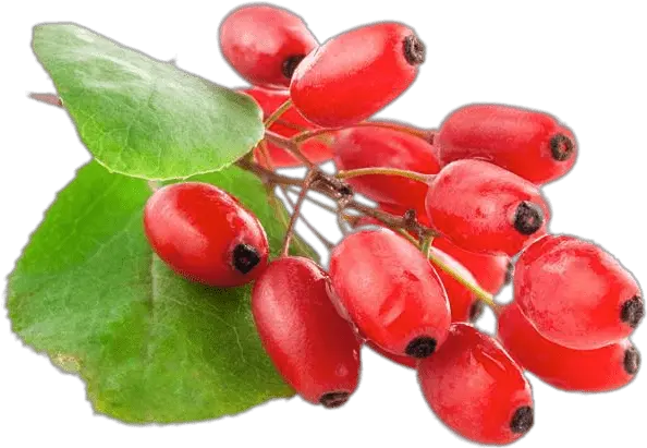 Fresh Goji Berries Transparent Png Stickpng Barberry Transparent Berries Png