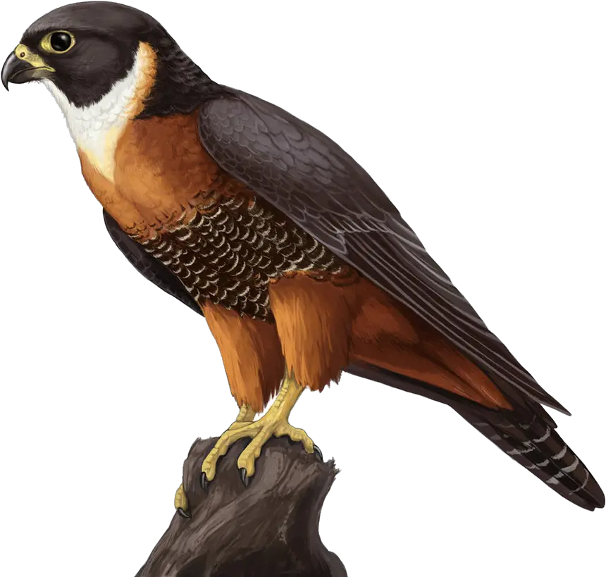 Falcon Png Transparent