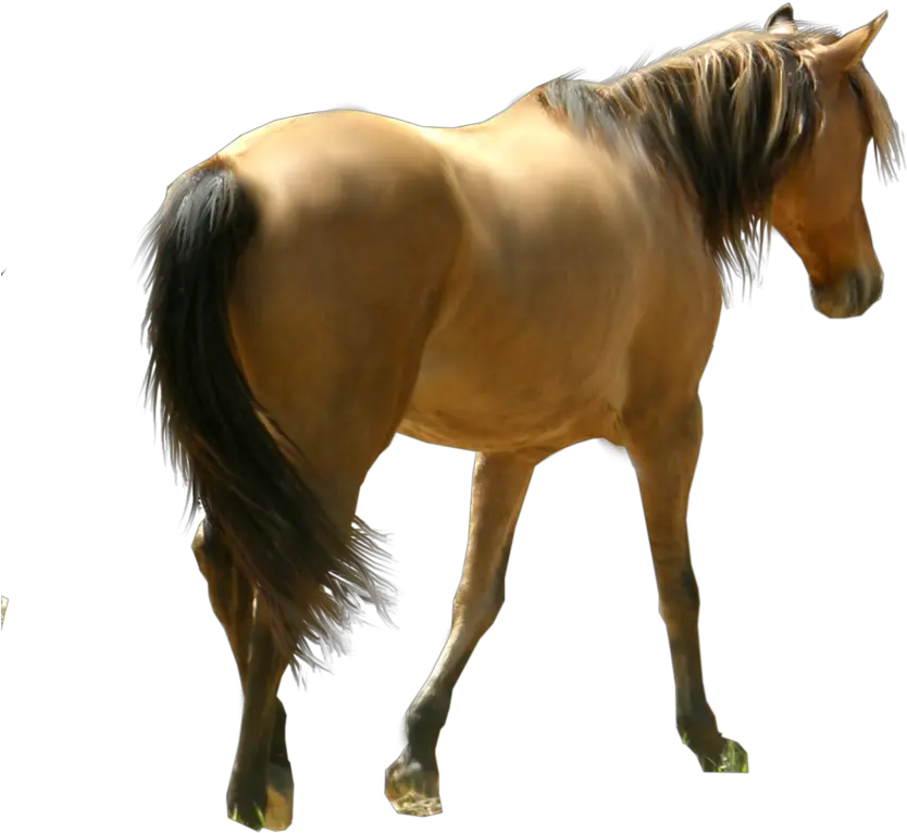 Horse Png Image Back Of Horse Png Horse Transparent Png