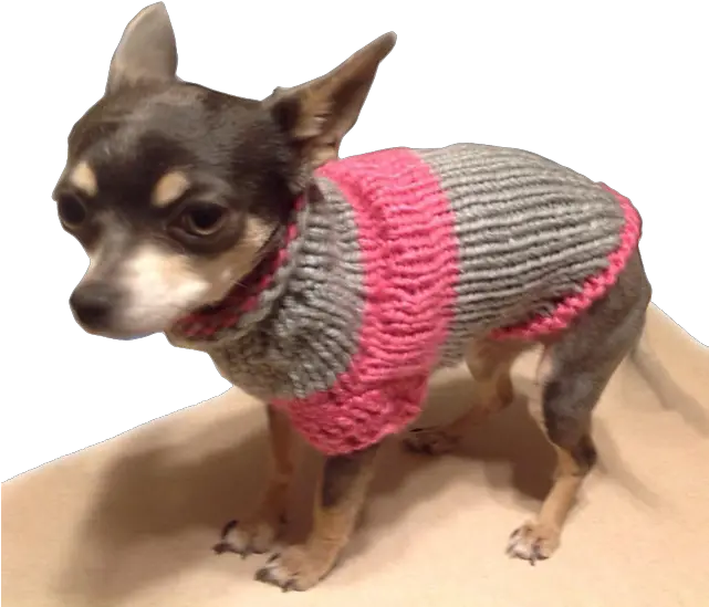 Chihuahua Sweater Pattern By Onnica Hutchings Chihuahua Sweater Png Chihuahua Png