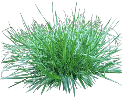 Patch Of Grass Transparent Png Patch Of Grass Png Grass Clipart Transparent Background