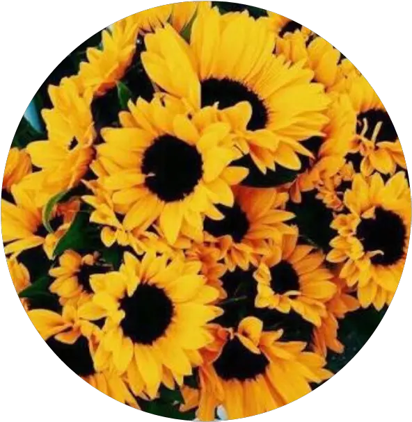 Icon Yellowicon Sunflower Sorry I Sticker By Sunflowers Background Png Sunflower Icon