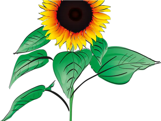 Sunflower Clipart Root Png Download Full Size Clipart Gambar Bunga Matahari Animasi Sunflower Clipart Png