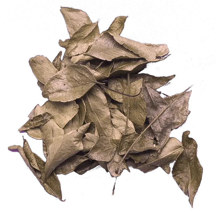 Curry Leaves Paper Png Curry Png