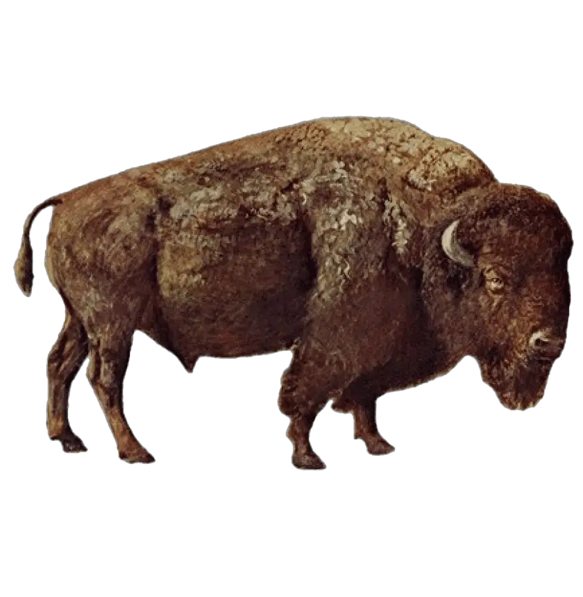 Bison Png Transparent Background Images For Free Download 0 Bison Png M Bison Png