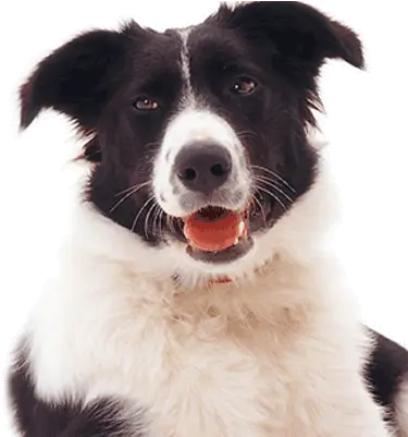 Border Collie Fan Lovecollies Twitter Dog Catches Something Png Border Collie Png