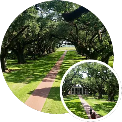 Historic Live Oak Tree Care Baton Rouge Live Oak Trees Baton Rouge Png Live Oak Png