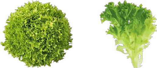 Lettuce U2013 East Fork Creek Urban Farming Lettuce Png Lettuce Transparent