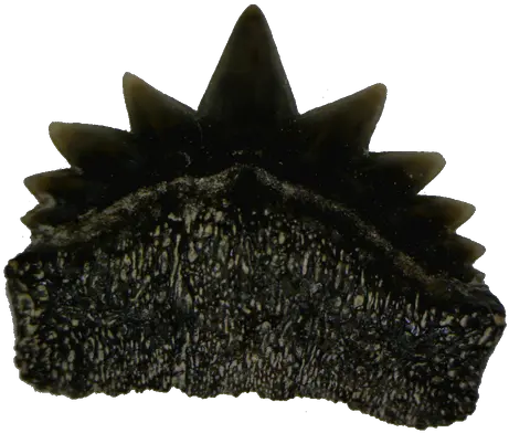 Fossil Seven Gill Shark Teeth Png