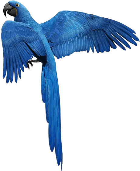 Blue Parrot Clipart Blue Parrot Png Transparent Cartoon Parrot Png