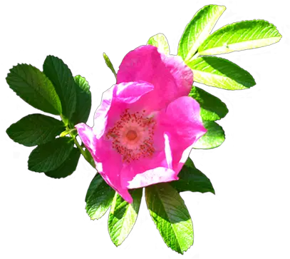 Flower Image Gallery Useful Floral Clip Art Flower Clip Art Png Flowers Clip Art Png