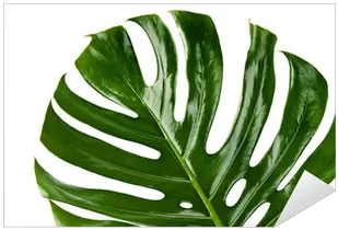 Green Leaf Of Monstera Plant Sticker U2022 Pixers We Live To Change Monstera Deliciosa Png Monstera Leaf Png