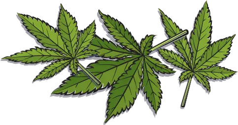 Hemp History Back To The Future The Rebirth Of Hemp Hemp Clipart Png Cannabis Leaf Png
