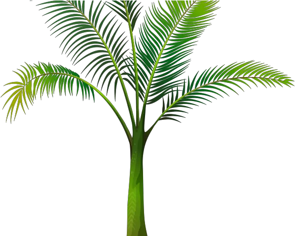 Date Palm Clipart Tropical Tree Png