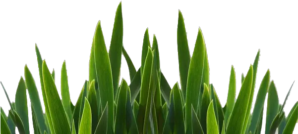 Grass Png Picture 678721 Basic Knowledge Of Microbiology Grass Png
