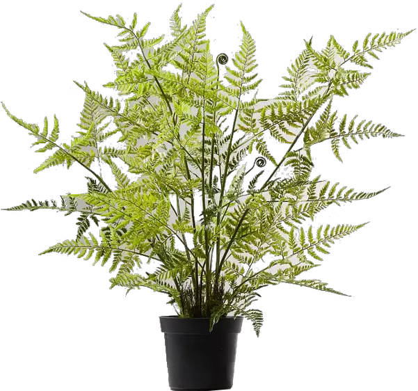 Download Potted Tree Fern Png Image With No Background Dverglo Jysk Fern Png