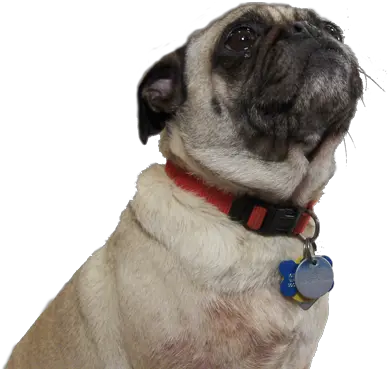 Download Thug Life Pug Png Free Pug Sitting Png Pug Pug Png