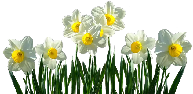 Lawrence County Daffodil Days Daffodils Transparent Png Daffodil Png