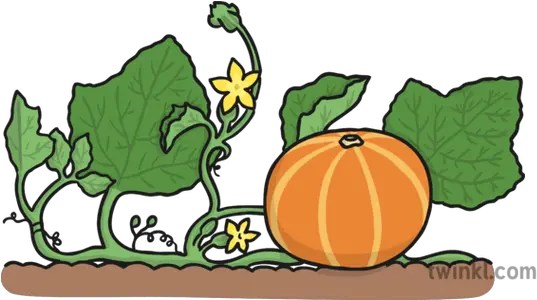 Pumpkin Vine Illustration Twinkl Pumpkin On Vine Png Vine Transparent