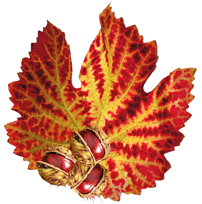 Canvas Print Chestnut Autumn Leaf Png Nature October Stretched 32 X 24 Jesienny Lisc Png Autumn Leaf Png