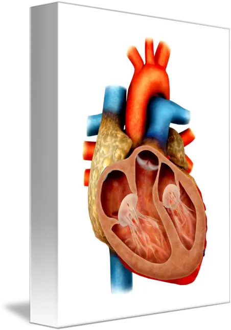 Anatomy Of Human Heart Cross Section By Stocktrek Images Vertical Section Of The Human Heart Png Human Heart Png