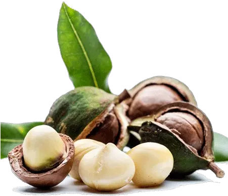 Download Hd Macadamia Nuts Png Image Macadamia Nut And Oil Nuts Png