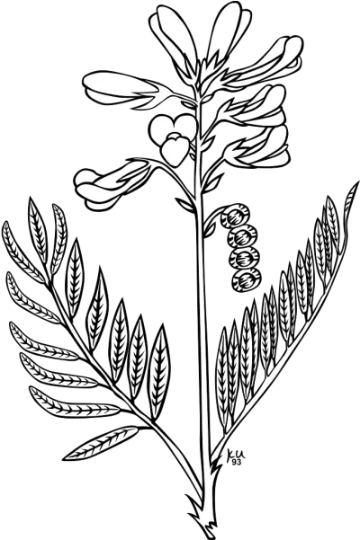 Ku Hedysarum Boreale Outline Png Svg Clip Art For Web Simple Snapdragon Flower Drawing Ku Icon