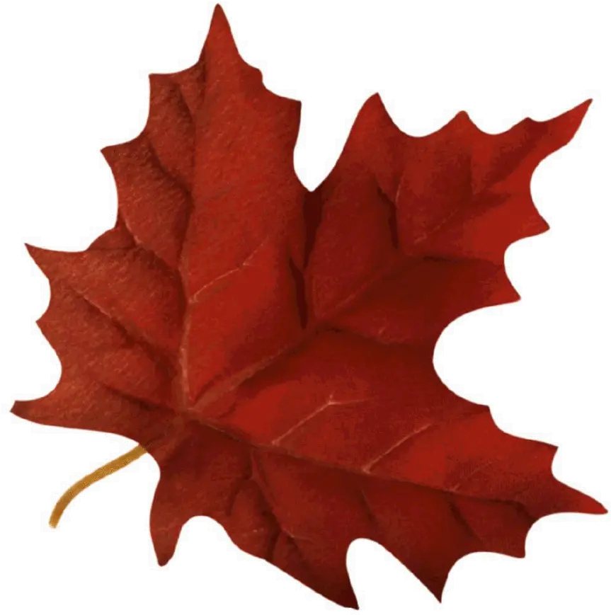 Maple Leaf Clipart Autumn Fall Leaf Gif Transparent Gif Autumn Leaf Transparent Background Png Maple Leaf Png png