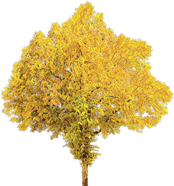 Tree Portable Network Graphics Clip Art Transparent Background Tree Leaves Png Fall Tree Png