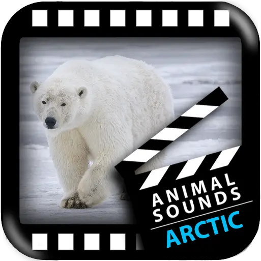 About Best Arctic Animals Sounds Google Play Version Arctic Animal Sounds Png Arctic Fox Icon