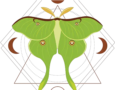 Luna Moth Projects Photos Videos Logos Illustrations Luna Moth Png Moth Icon