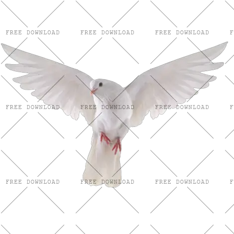 Dove Bird Png Image With Transparent Background Photo 517 Transparent Background Dove Png Wings Transparent Background